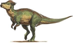 Pachycephalosaurus