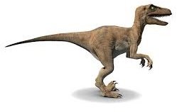 Velociraptor Picture